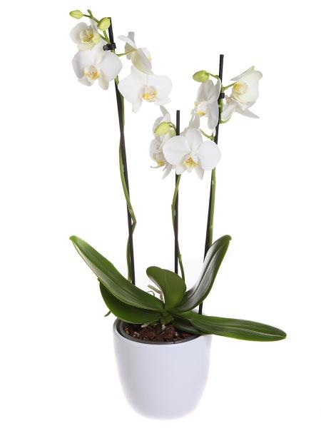 Valkoinen orkidea